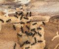 Extermination st-constant extermination de fourmis