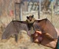 Capture de chauve souris à St-Constant