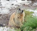 Extermination de marmotte à St-Constant