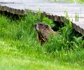 Exterminateur de marmotte à St-Constant