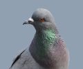 Extermination de pigeon à St-Constant