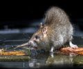 Extermination de rats à St-Constant Problème de rats